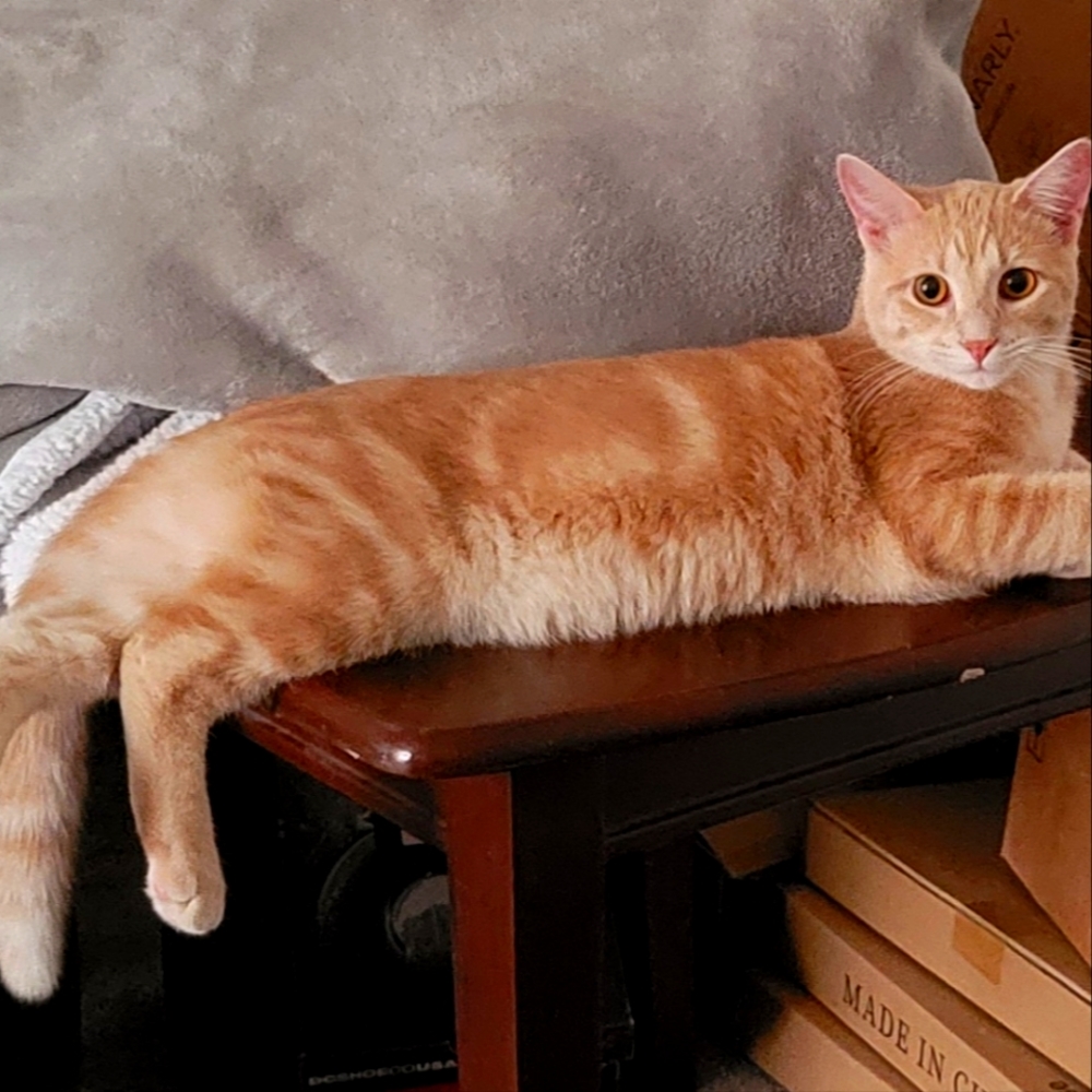 DISCLOSURES !!  PLEASE READ BEFORE PURCHASE...